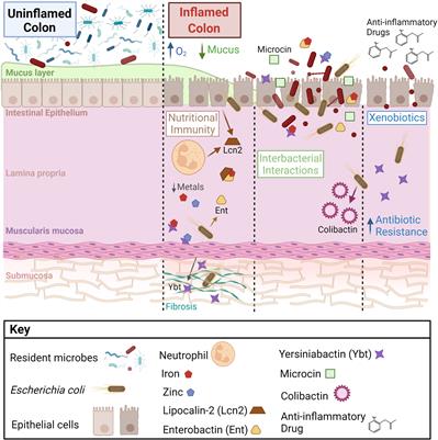 Microenvironmental Factors that Shape Bacterial Metabolites in Inflammatory Bowel Disease